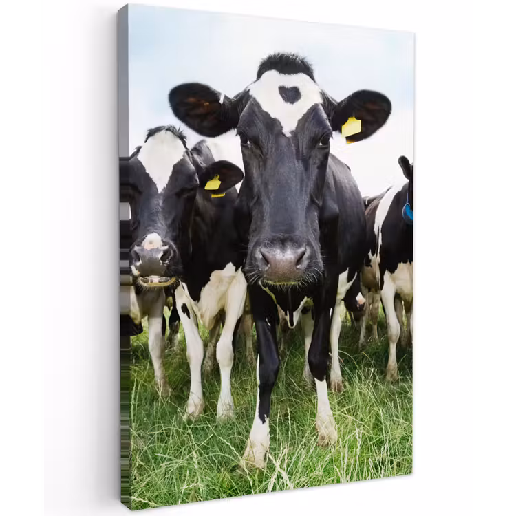 Nieuwsgierige koeien Tuinposter op houten frame 2 cm dik klein -3d