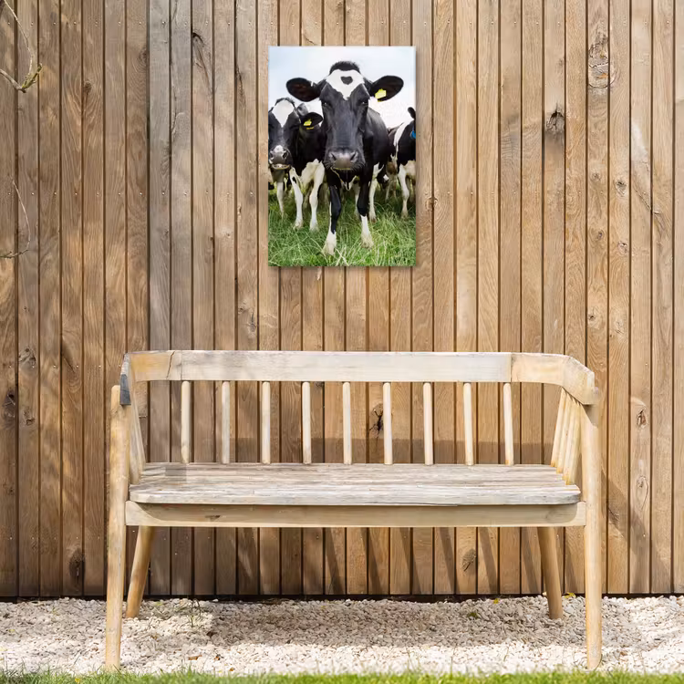Nieuwsgierige koeien Tuinposter op houten frame 2 cm dik klein -sfeer4