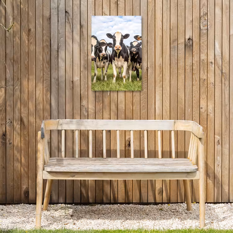 Nieuwsgierige koeien in de wei Tuinposter op houten frame 2 cm dik klein -sfeer4