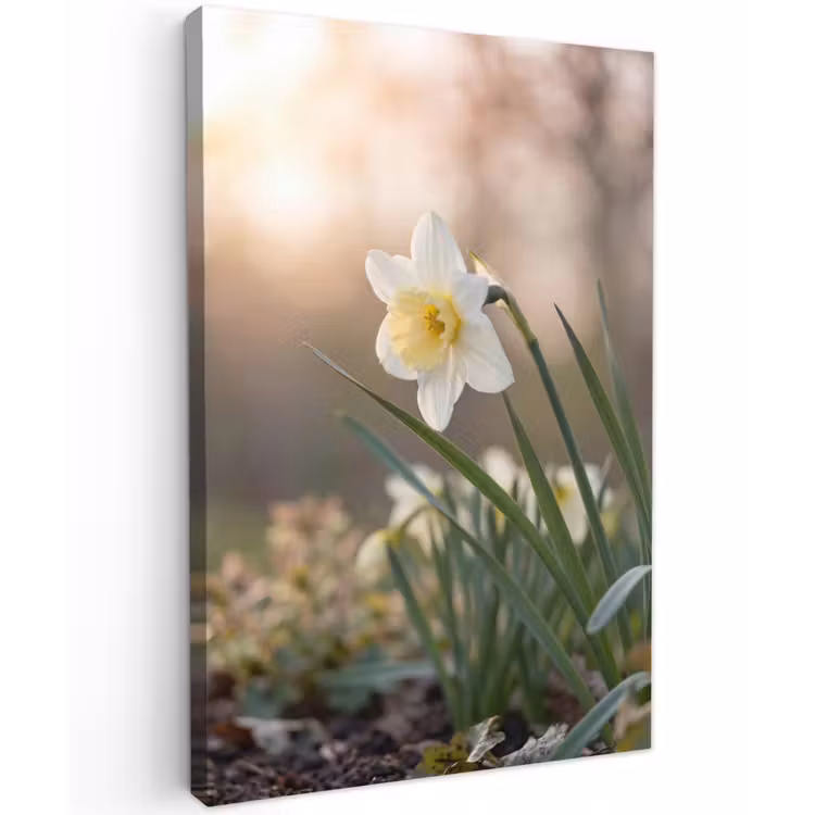 Narcis - Bloem - Minimalistisch Tuinposter op houten frame 2 cm dik klein -3d