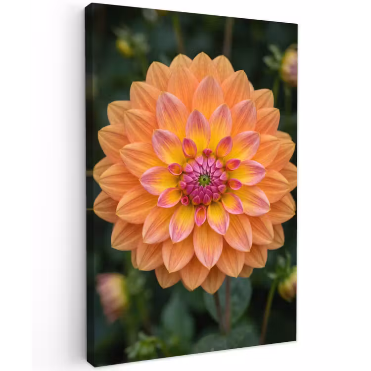 Dahlia - Bloem - Oranje Tuinposter op houten frame 2 cm dik klein -3d