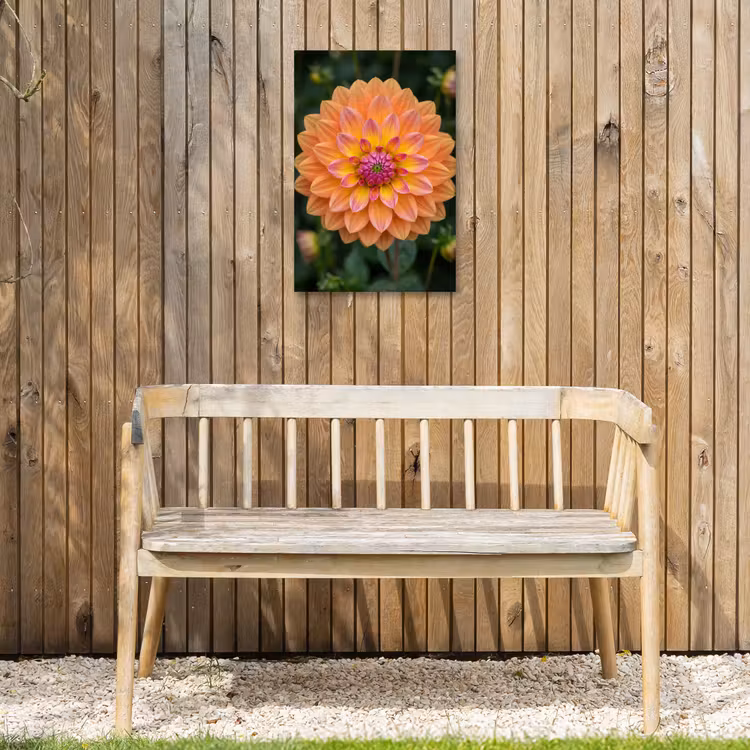 Dahlia - Bloem - Oranje Tuinposter op houten frame 2 cm dik klein -sfeer4