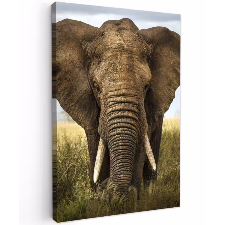 Olifant in de savanne Tuinposter op houten frame 2 cm dik klein -3d