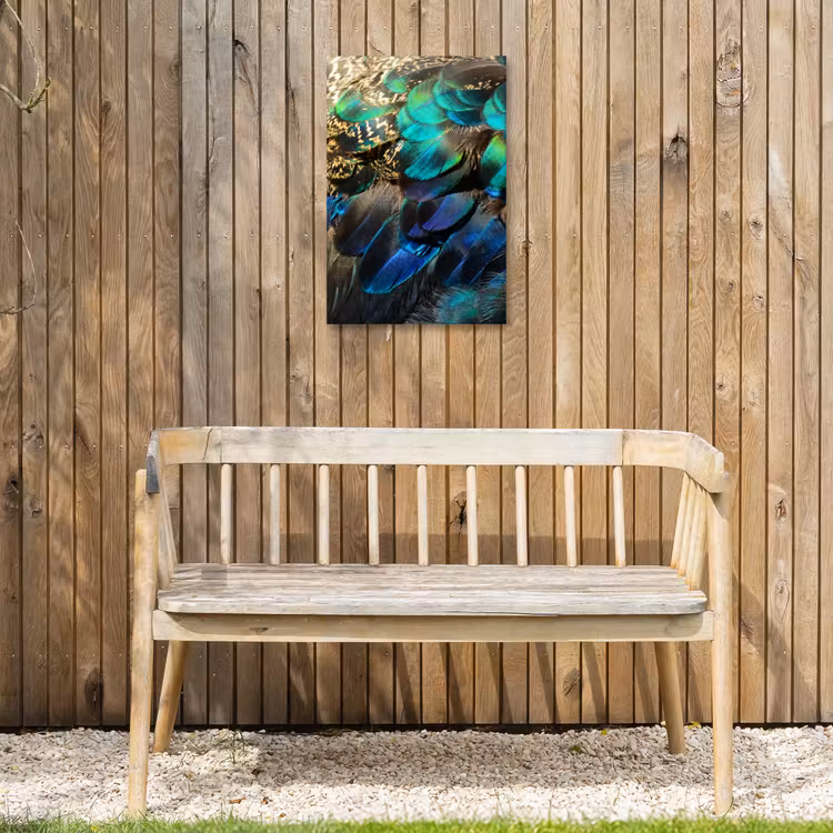 Veren - Pauwveren - Pauw - Blauw - Kunst Tuinposter op houten frame 2 cm dik klein -sfeer4