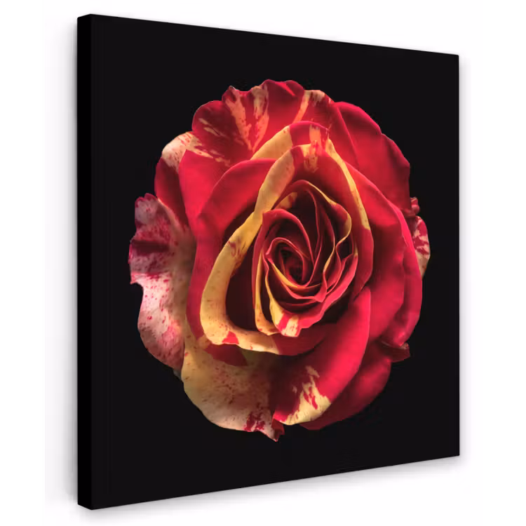 Bloem - Roos - Rood - Zwart Tuinposter op houten frame 2 cm dik klein -3d