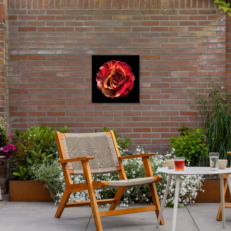 Bloem - Roos - Rood - Zwart Tuinposter op houten frame 2 cm dik klein -sfeer3