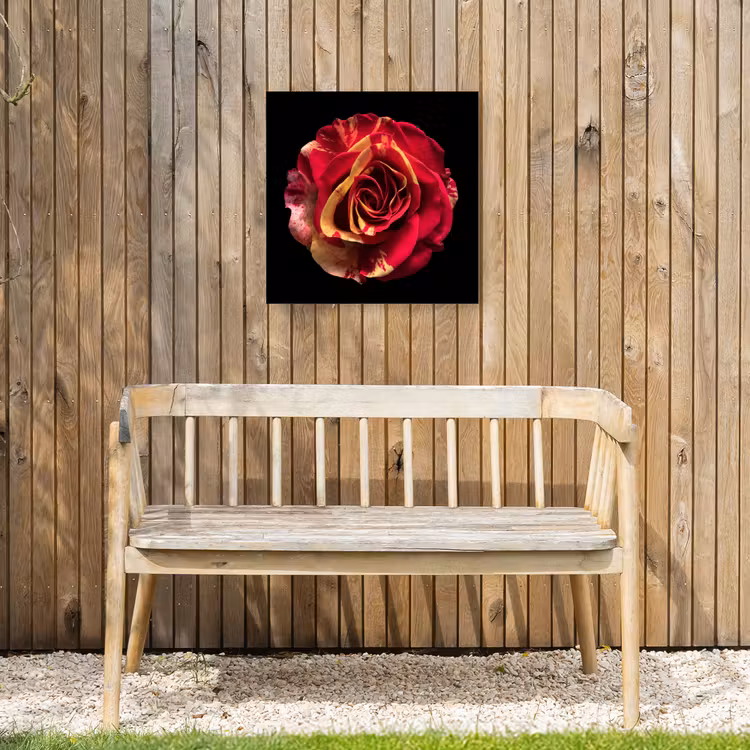 Bloem - Roos - Rood - Zwart Tuinposter op houten frame 2 cm dik klein -sfeer4