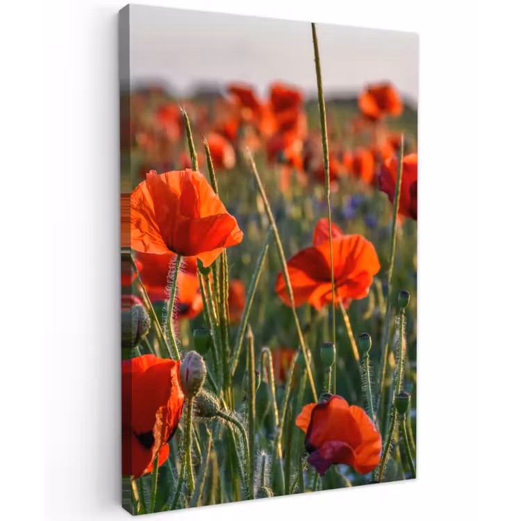 Bloemen - Klaprozen - Natuur - Rood Tuinposter op houten frame 2 cm dik klein -3d
