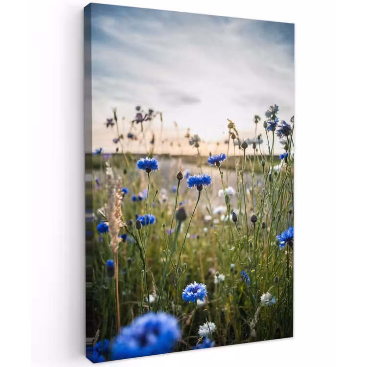 Bloemen - Zomer - Korenbloem - Blauw - Zon - Wolken Tuinposter op houten frame 2 cm dik klein -3d