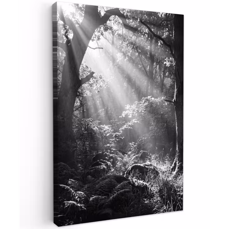 Bos - Lichtstralen - Natuur - Zwart-wit Tuinposter op houten frame 2 cm dik klein -3d