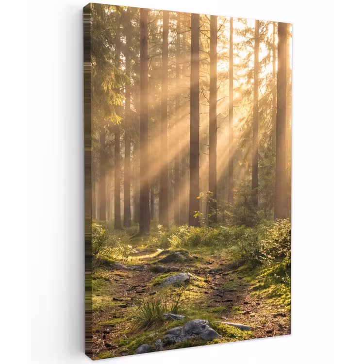 Bos - Zonlicht - Gras Tuinposter op houten frame 2 cm dik klein -3d