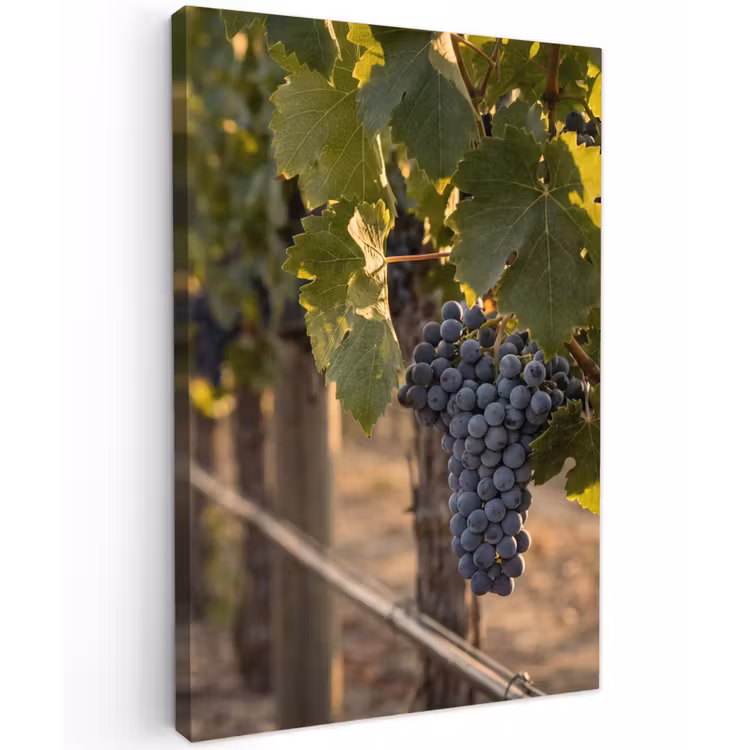 Druiven - Wijngaard - Zonlicht Tuinposter op houten frame 2 cm dik klein -3d
