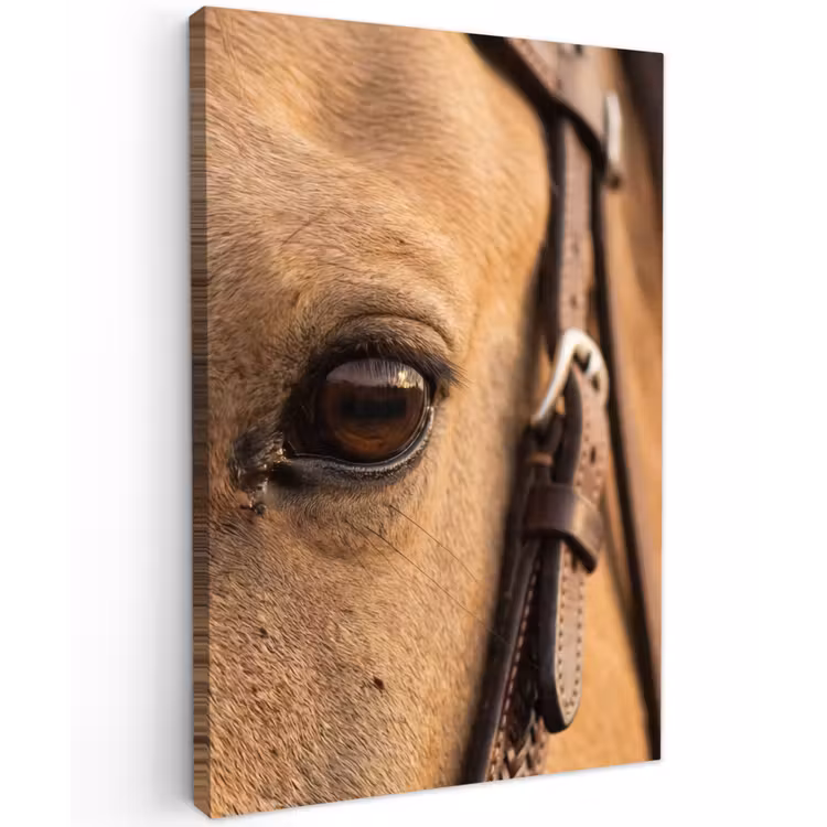 Paard - Oog - Bruin Tuinposter op houten frame 2 cm dik klein -3d
