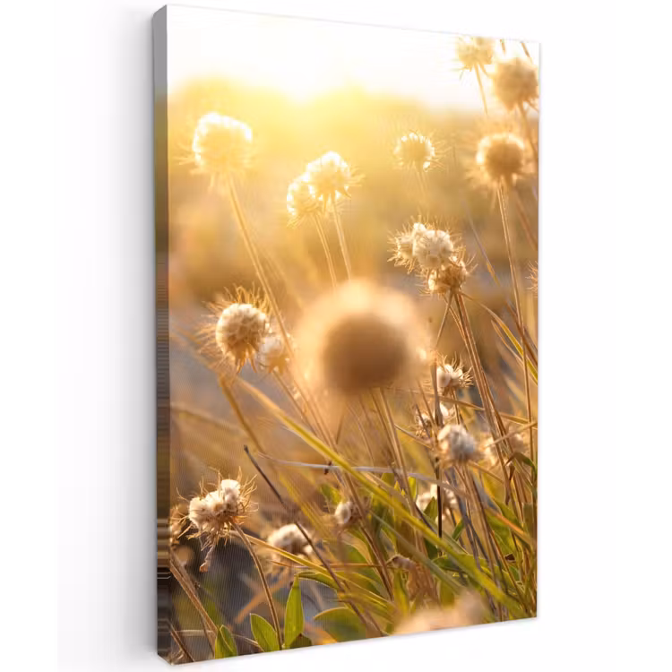 Verlichte zaadhoofden in de avondzon Tuinposter op houten frame 2 cm dik klein -3d