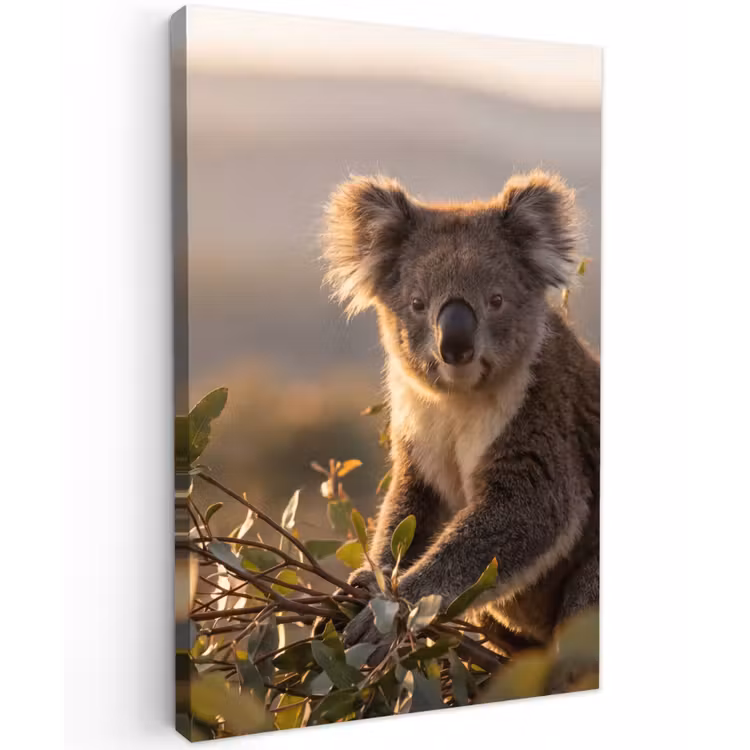 Koala - Bladeren - Ochtendlicht Tuinposter op houten frame 2 cm dik klein -3d