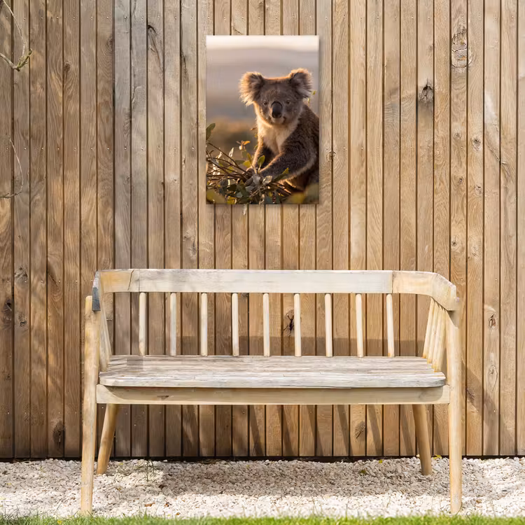 Koala - Bladeren - Ochtendlicht Tuinposter op houten frame 2 cm dik klein -sfeer4