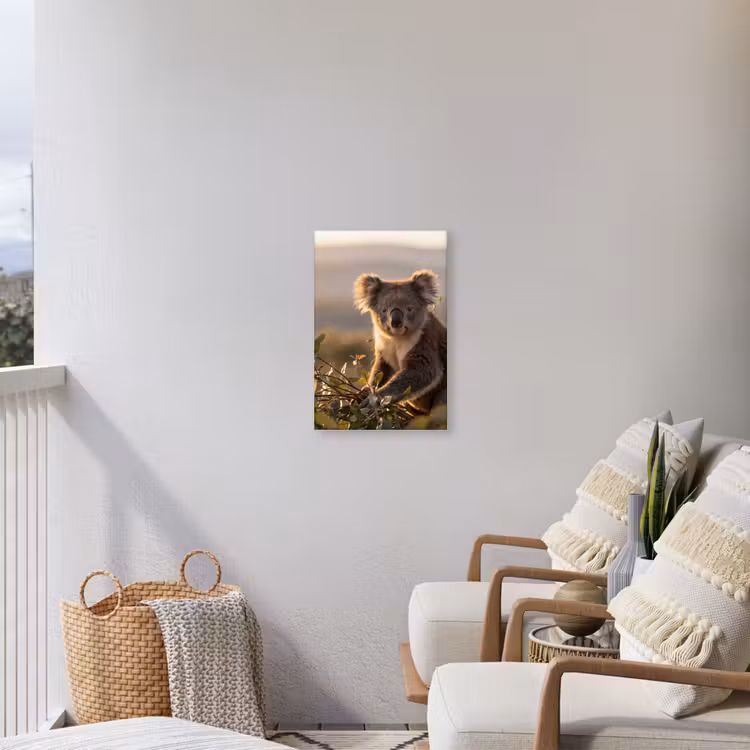 Koala - Bladeren - Ochtendlicht Tuinposter op houten frame 2 cm dik klein -sfeer1
