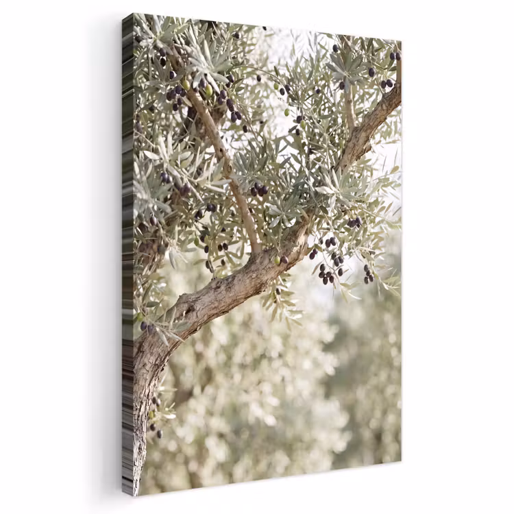 Outdoor Canvas Print - Olive tree - branch - green - Olijfboom - tak - groen Tuinposter op houten frame 2 cm dik klein