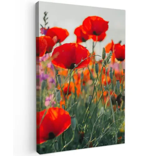 Klaproos - Bloemen - Rood - Paars - Weide Tuinposter op houten frame 2 cm dik klein -3d