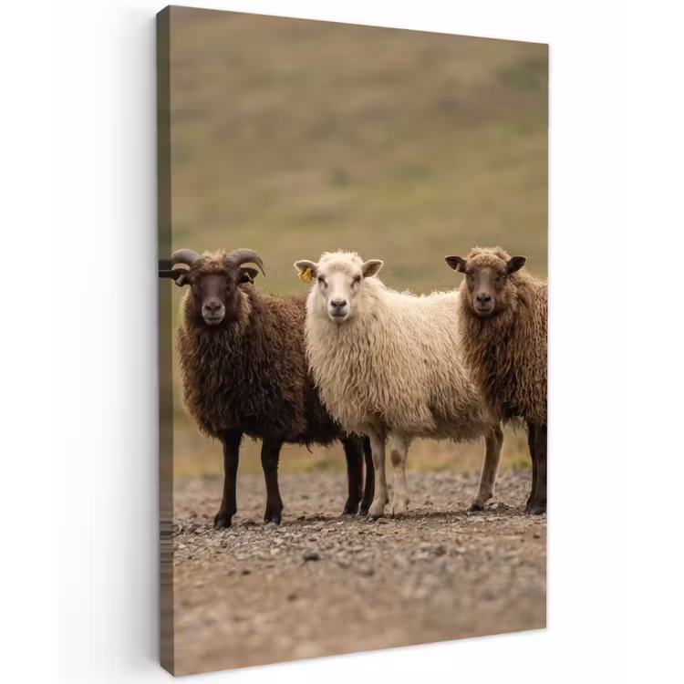 Schapen - Bruin - Wit - Grindpad Tuinposter op houten frame 2 cm dik klein -3d