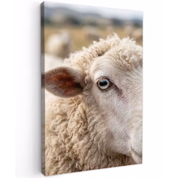 Schaap - Oog - Wit Tuinposter op houten frame 2 cm dik klein -3d
