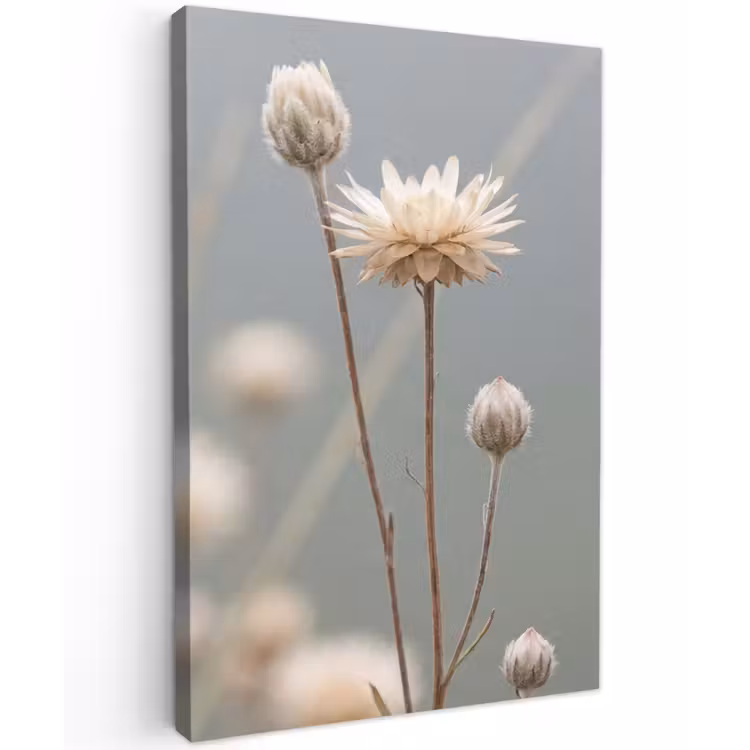 Strobloemen - Wit - Daglicht Tuinposter op houten frame 2 cm dik klein -3d