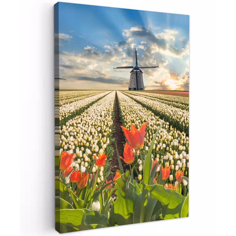 Windmolens en tulpenvelden bij zonsopgang Tuinposter op houten frame 2 cm dik klein -3d