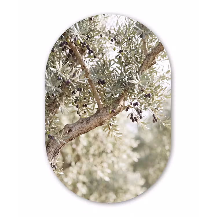 Oval - Glass - Olive tree - branch - green - Olijfboom - tak - groen Wandcirkel Ovaal Glas middel