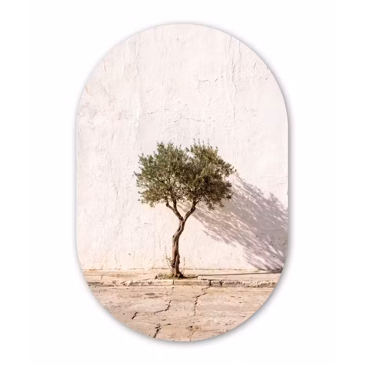 Oval - Glass - Olive Tree - Wall - White - Olijfboom - muur - wit Wandcirkel Ovaal Glas middel