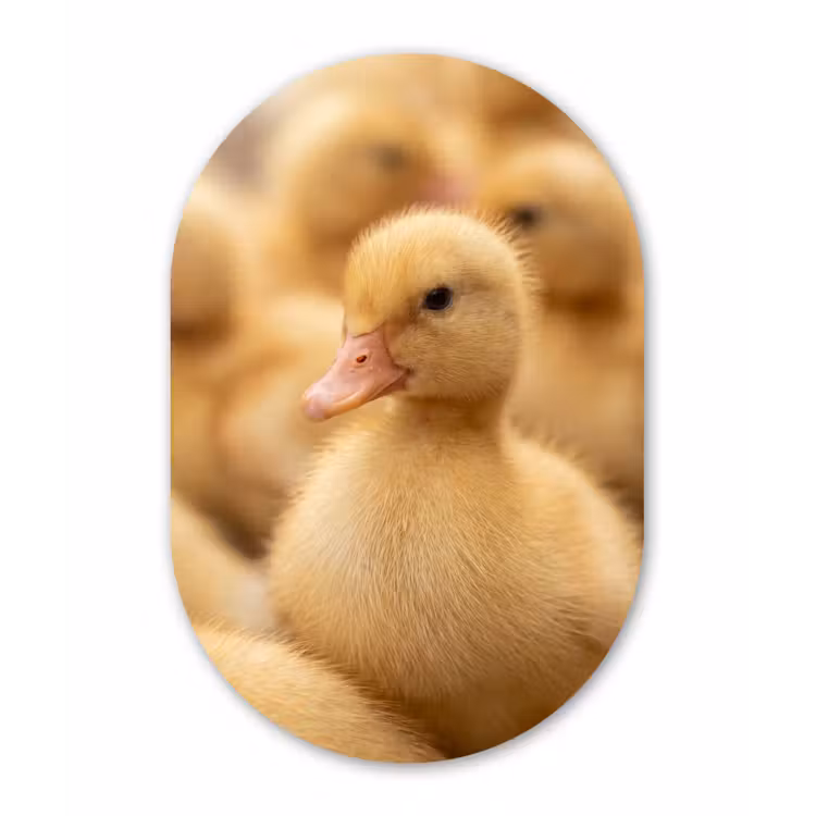 Pijltje - Eend - Natuur - Geel Wandcirkel Ovaal Forex klein -3d