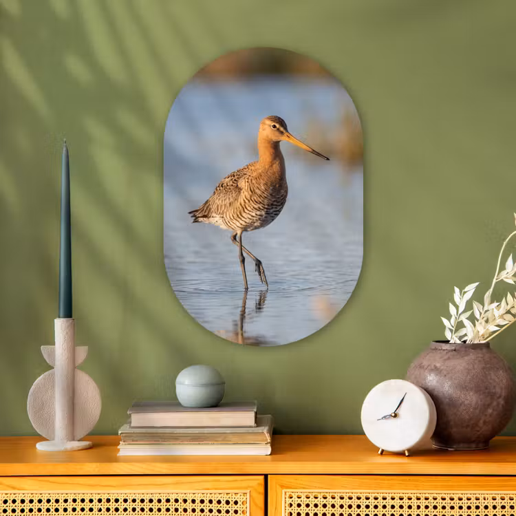 Vogel - Steltloper - Water - Natuur Wandcirkel Ovaal Forex klein -sfeer2