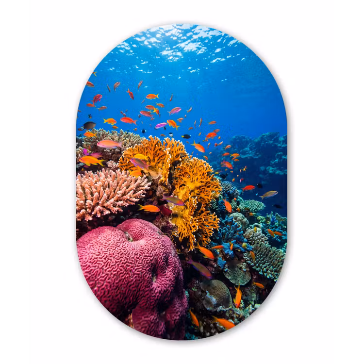 Koraal - Vissen - Oceaan - Natuur - Kleurrijk Wandcirkel Ovaal Forex klein -3d