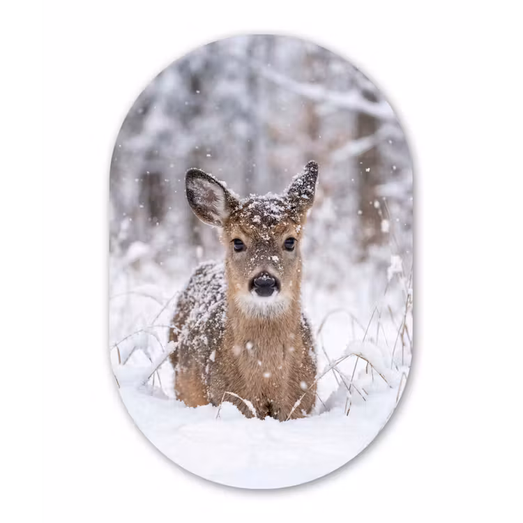 Hert - Sneeuw - Bos - Dieren - Vertederend Wandcirkel Ovaal Forex klein -3d