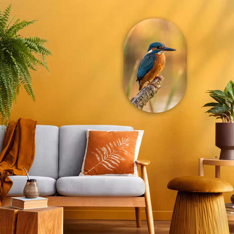 IJsvogel - Tak - Water - Kleurrijk - Levendig Wandcirkel Ovaal Forex klein -sfeer4