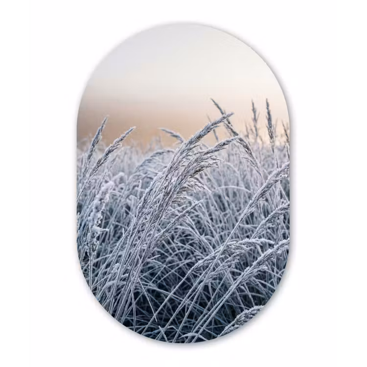 Rijp - Gras - Kristallen - Winter - Minimalistisch Wandcirkel Ovaal Forex klein -3d