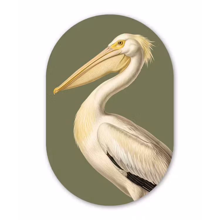 Pelikaan - Wit - Vogel - Klassiek - Natuur Wandcirkel Ovaal Forex klein -3d