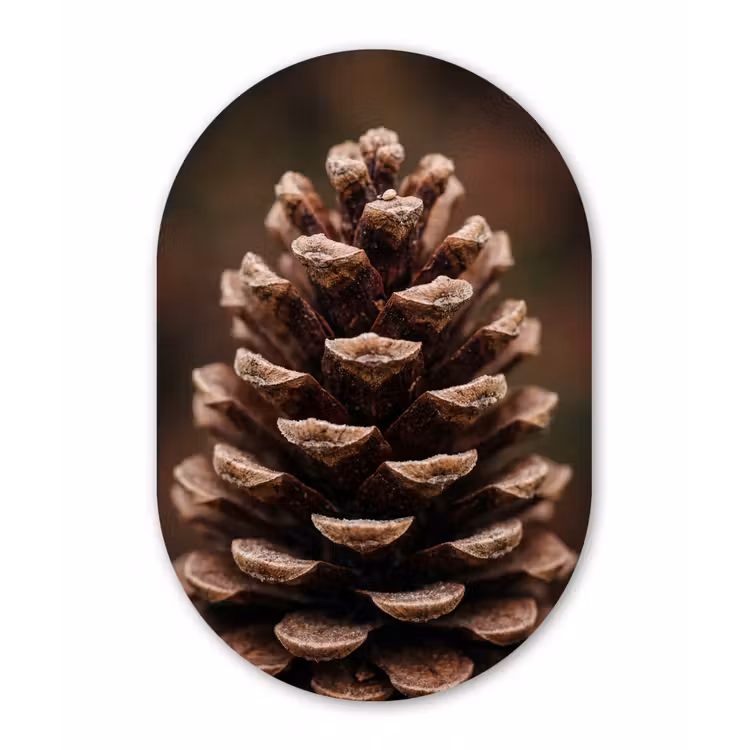 Dennenappel - Bos - Herfst - Bruin - Sfeervol Wandcirkel Ovaal Forex klein -3d