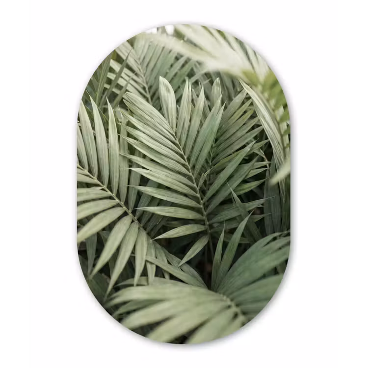 Plant - Palmbladeren - Natuur - Groen Wandcirkel Ovaal Forex klein -3d