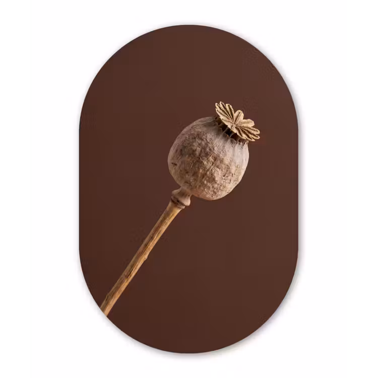 Papaverbol - Droogbloem - Bruin - Minimalistisch Wandcirkel Ovaal Forex klein -3d