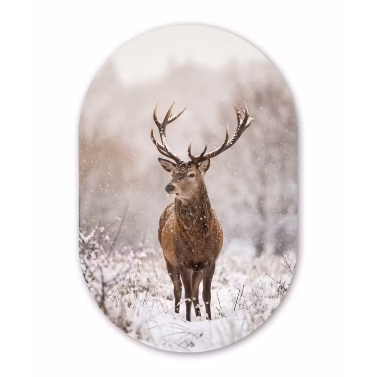 Edelhert - Bos - Sneeuw - Winter - Majestueus Wandcirkel Ovaal Forex klein -3d