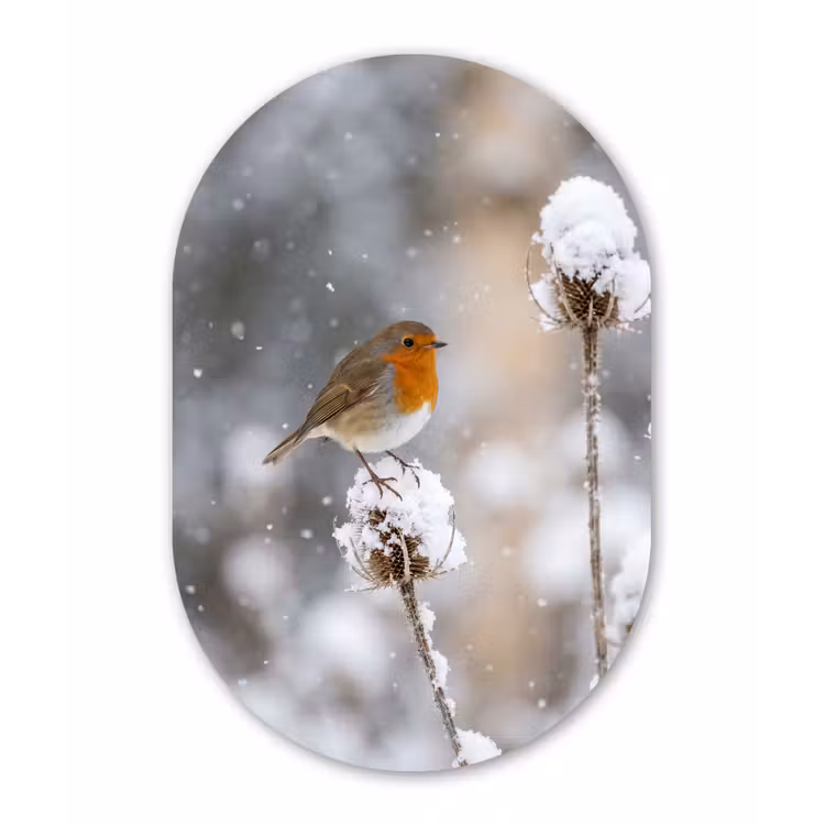 Roodborstje - Gedroogde bloem - Sneeuw - Winter - Vertederend Wandcirkel Ovaal Forex klein -3d