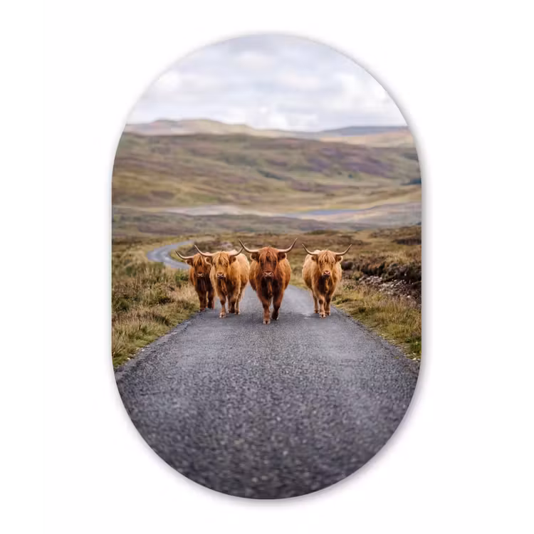 Schotse Hooglanders - Weg - Landschap - Kudde Wandcirkel Ovaal Forex klein -3d