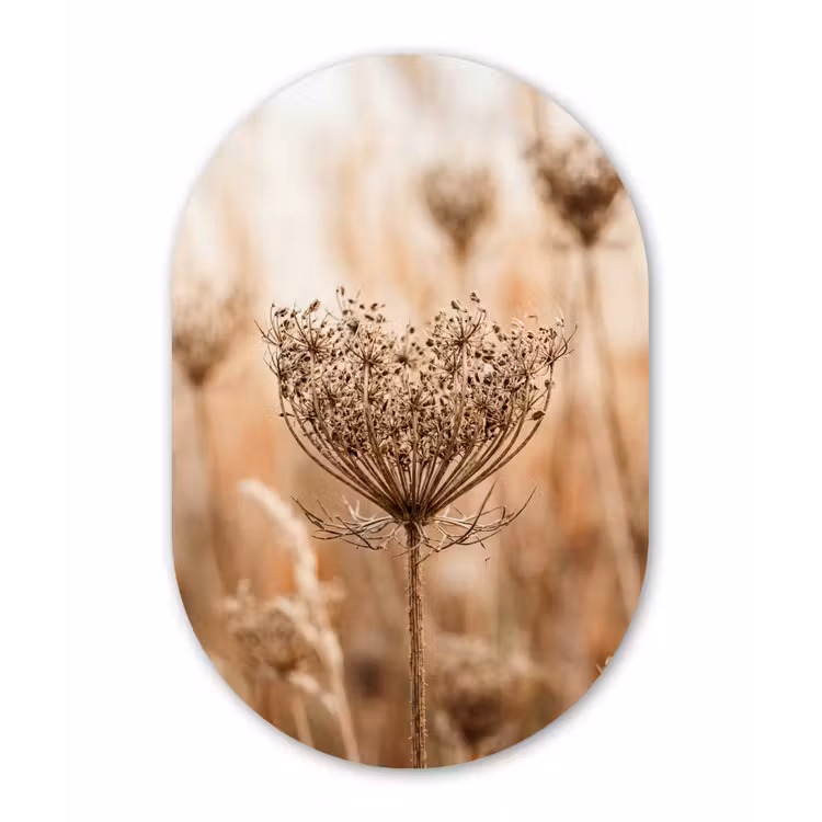 Schermbloem - Droogbloem - Winter - Beige - Minimalistisch Wandcirkel Ovaal Forex klein -3d