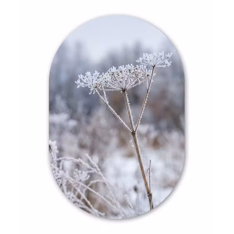 Schermbloem - Rijp - Kristallen - Winter - Delicaat Wandcirkel Ovaal Forex klein -3d