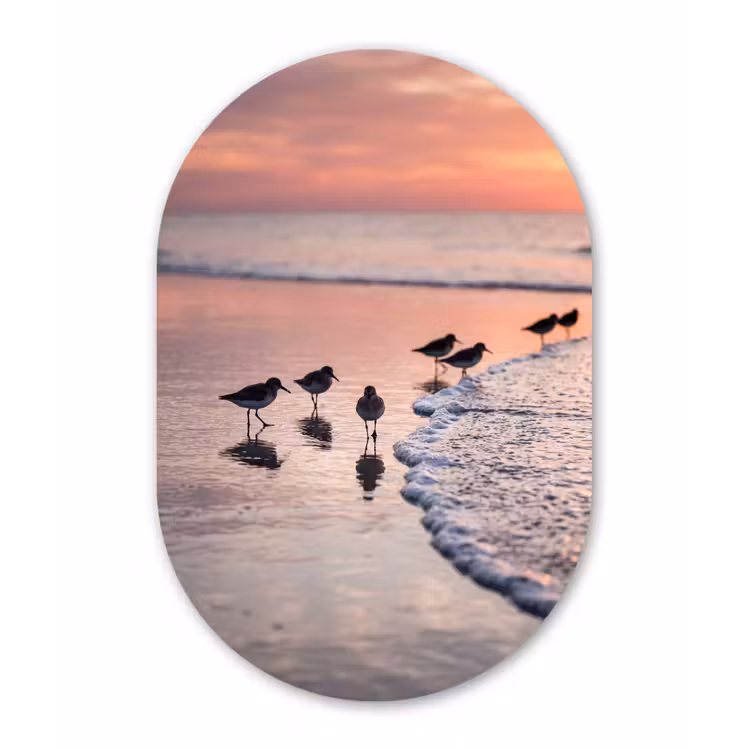 Meeuwen - Strand - Zee - Roze Wandcirkel Ovaal Forex klein -3d
