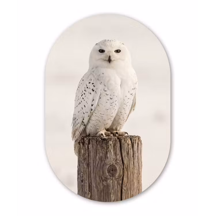Sneeuwuil - Paal - Winter - Portret - Majestueus Wandcirkel Ovaal Forex klein -3d