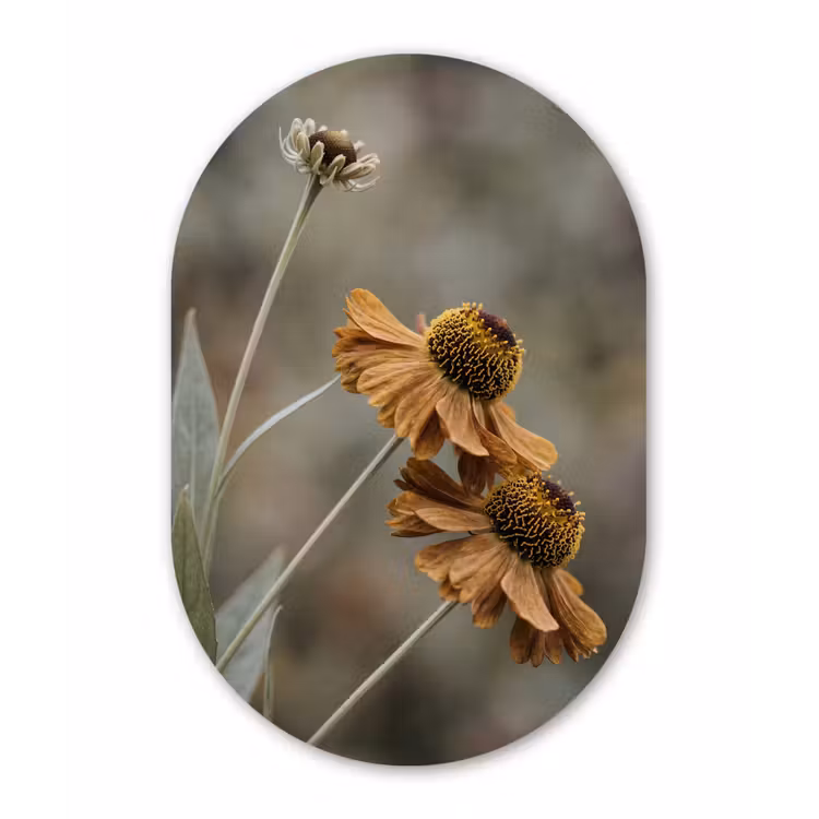 Zonnehoed - Droogbloemen - Geel - Warm Wandcirkel Ovaal Forex klein -3d