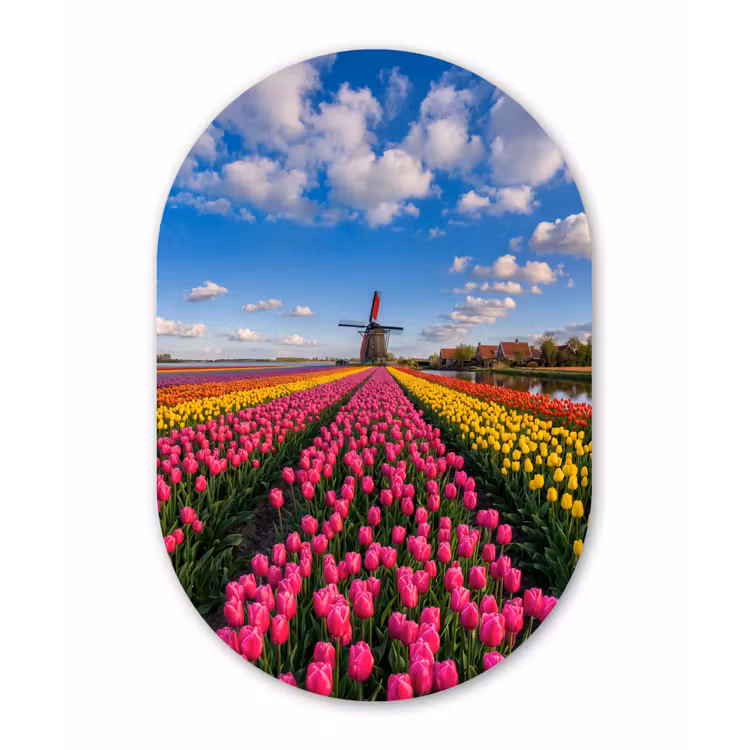 Tulpen - Holland - Molen - Kleurrijk Wandcirkel Ovaal Forex klein -3d