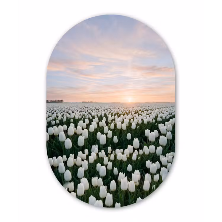 Tulpen - Landschap - Wit Wandcirkel Ovaal Forex klein -3d