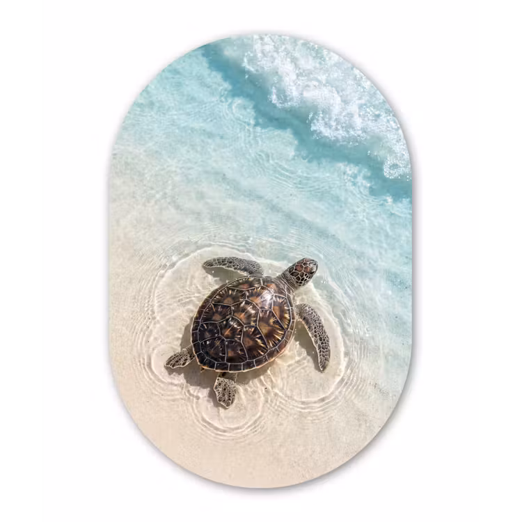 Schildpad - Helder water - Strand - Dieren - Natuur Wandcirkel Ovaal Forex klein -3d